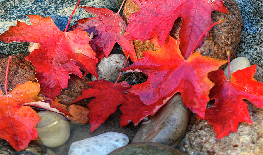 DDP DJD Fall Maple Leaves on the Rocks 1654 Photograph by David Drew