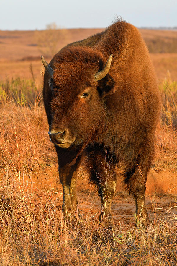 DDP DJD Maxwell Bison Cow in Warm Light 1571 Photograph by David Drew