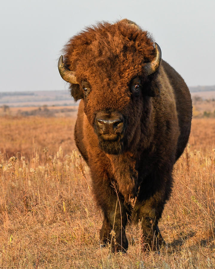 Bison Photograph - DDP DJD Maxwell Bison Herd Bull 1594 by David Drew