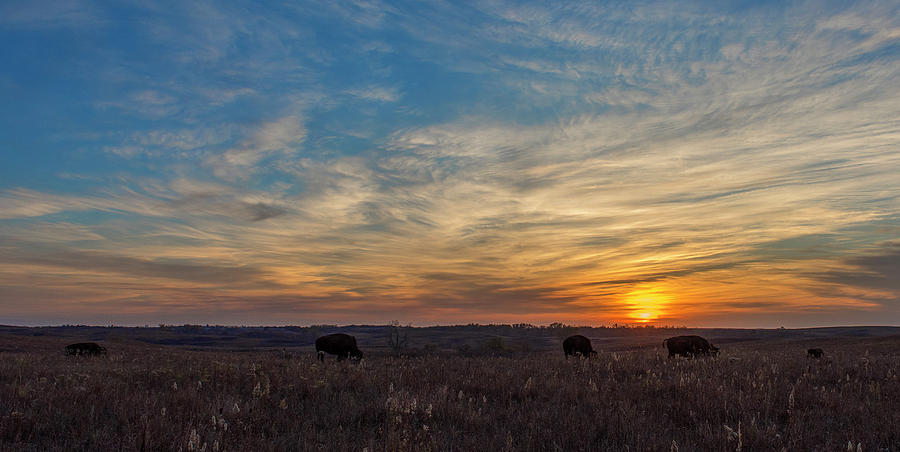 DDP DJD Maxwell Sunset Bison 2852 Photograph by David Drew