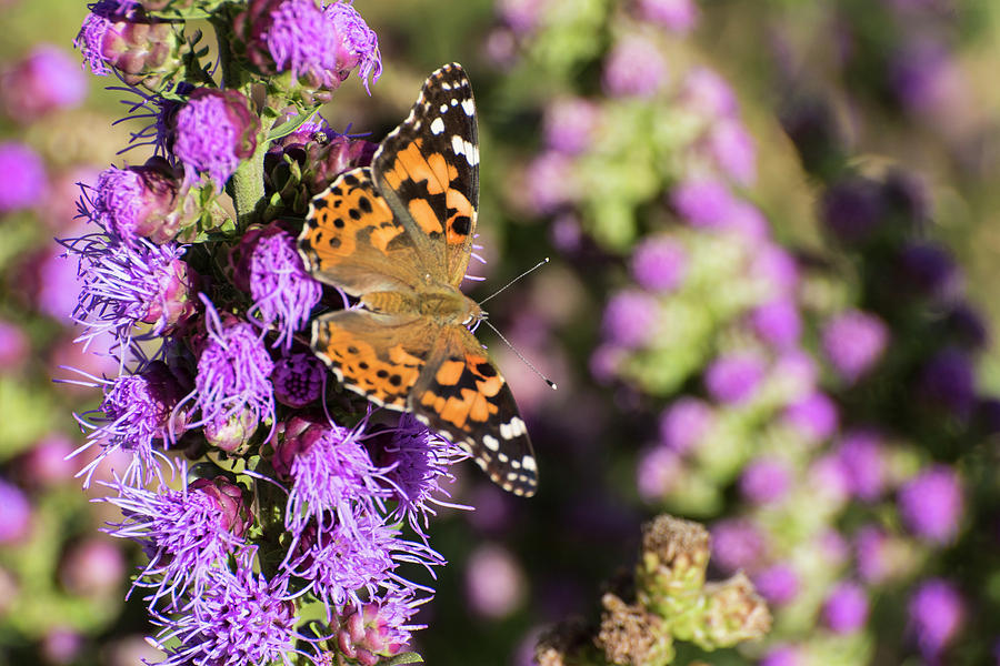 DDP DJD Painted Lady and Prairie Blazing Star 2489 Photograph by David Drew