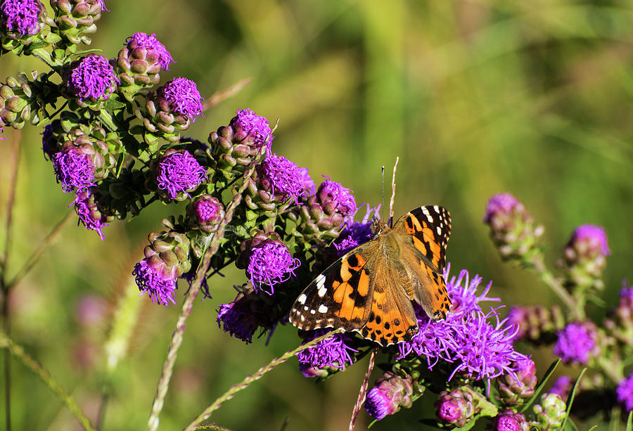 DDP DJD Painted Lady and Prairie Blazing Star Photograph by David Drew