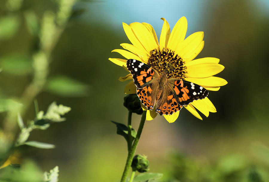 DDP DJD Painted Lady and Sunflower 2416 Photograph by David Drew