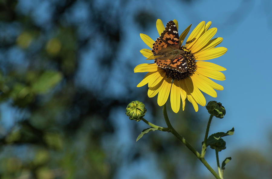 DDP DJD Painted Lady and Sunflower 2436 Photograph by David Drew