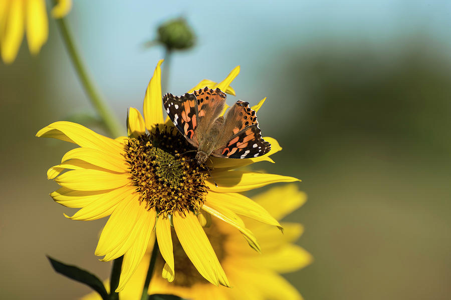 DDP DJD Painted Lady and Sunflower 2460 Photograph by David Drew
