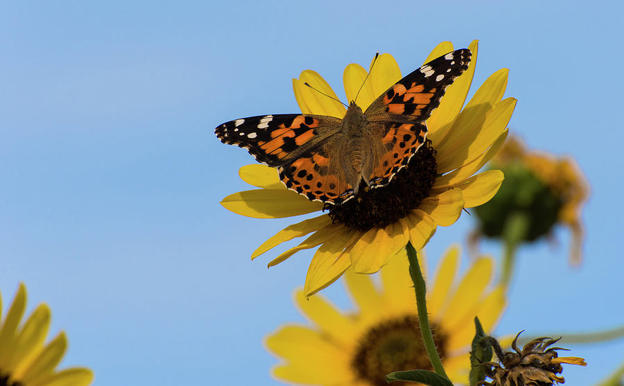DDP DJD Painted Lady and Sunflower 2696 Photograph by David Drew
