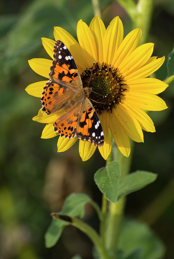 DDP DJD Painted Lady on Sunflower 2685 Photograph by David Drew