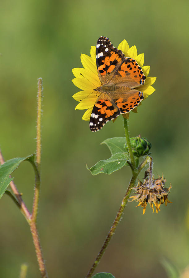 DDP DJD Painted Lady on Sunflower 2690 Photograph by David Drew