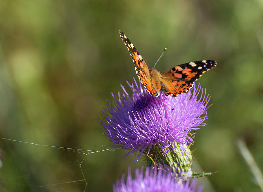 DDP DJD Painted Lady on Tall Thistle 2538 Photograph by David Drew
