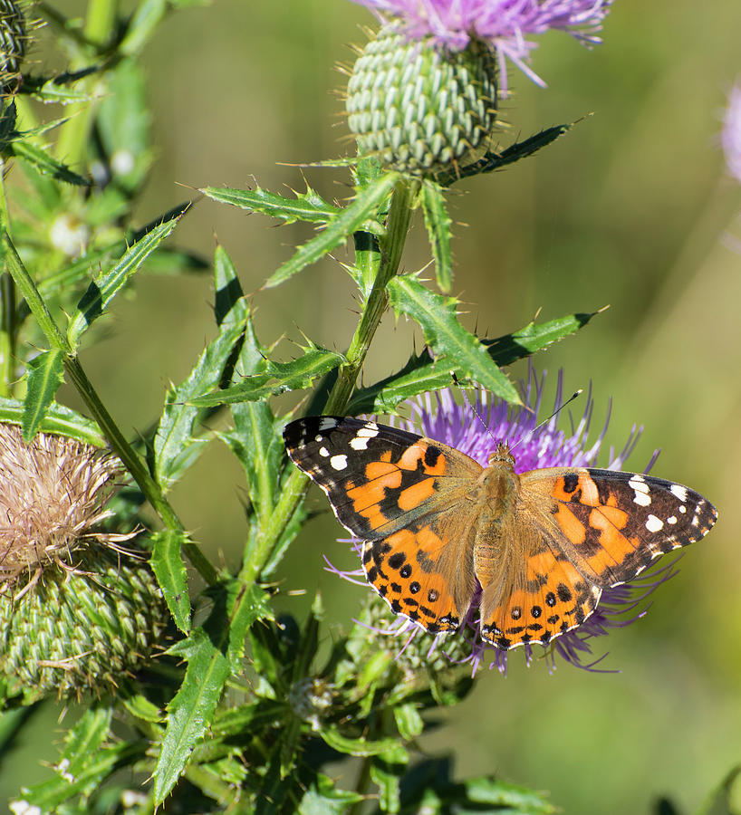 DDP DJD Painted Lady on Tall Thistle 2577 Photograph by David Drew
