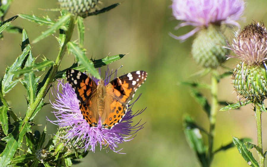 DDP DJD Painted Lady on Tall Thistle 2582 Photograph by David Drew