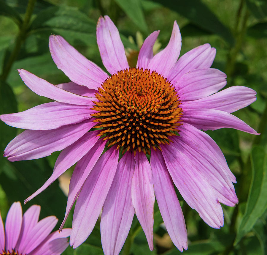 Ddp Djd Prairie Coneflower 142 Photograph By David Drew - Fine Art America