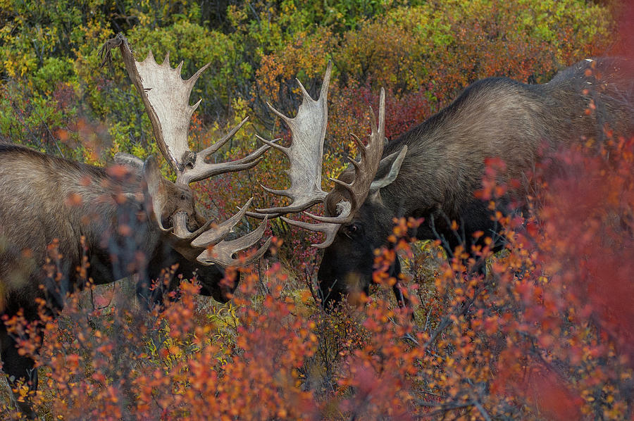 DDP DJD Rutting Moose 165 Photograph by David Drew