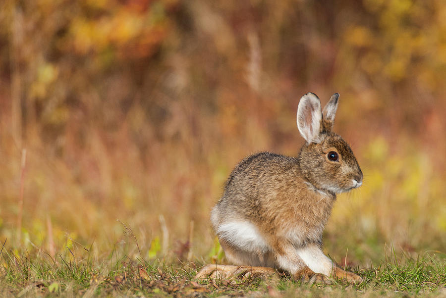 DDP DJD Snowshoe Hare 67 Photograph by David Drew