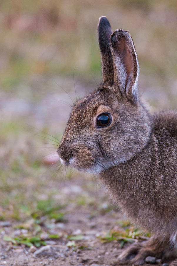 DDP DJD Snowshoe Hare 82 Photograph by David Drew