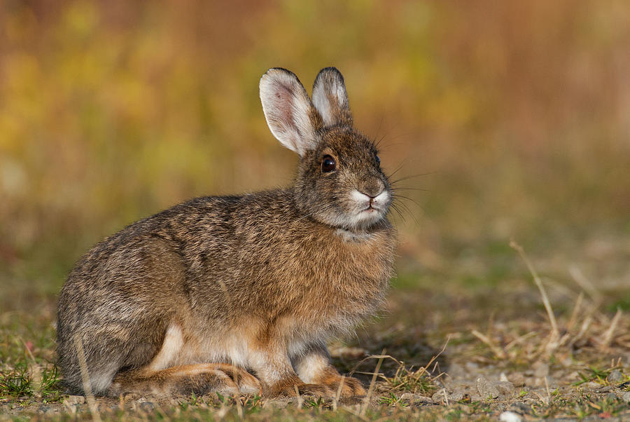 DDP DJD Snowshoe Hare 84 Photograph by David Drew
