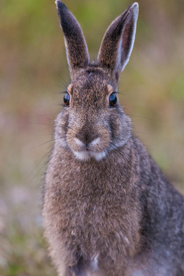 DDP DJD Snowshoe Hare 85 Photograph by David Drew