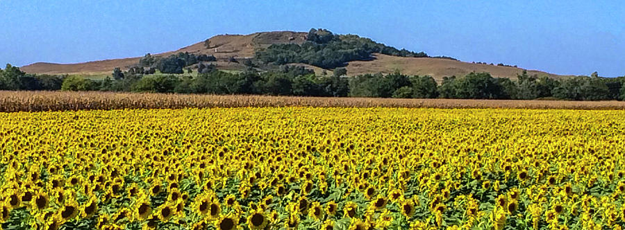 DDP DJD Sunflower Field 1584 Photograph by David Drew