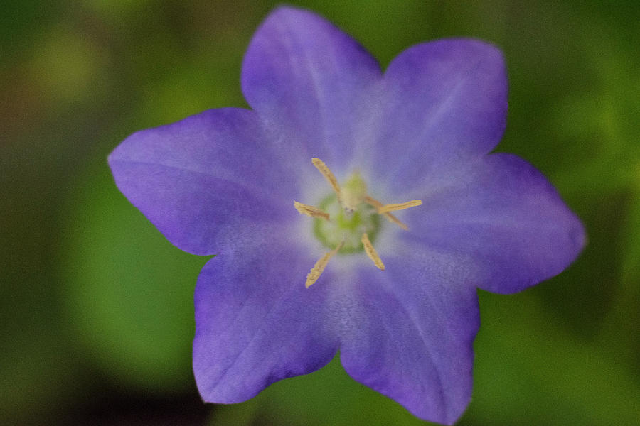 DDP DJD Tiny Blue Wildflower 2 Photograph by David Drew