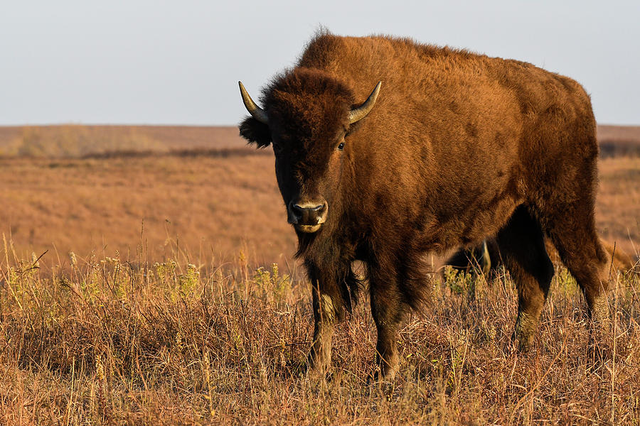 DDP DJD Young Bison Cow 1502 Photograph by David Drew