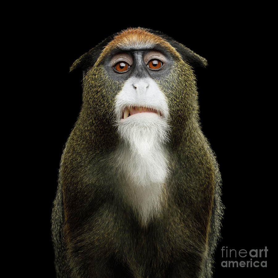 De Brazzas monkey hater Photograph by Sergey Taran