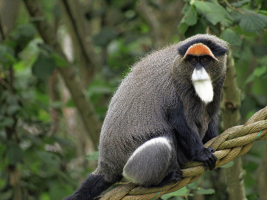 De Brazzas Monkey Photograph by Richard Denyer