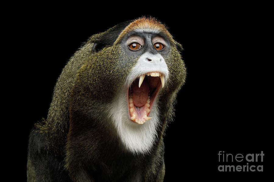 Monkey Photograph - De Brazzas monkey yawn by Sergey Taran