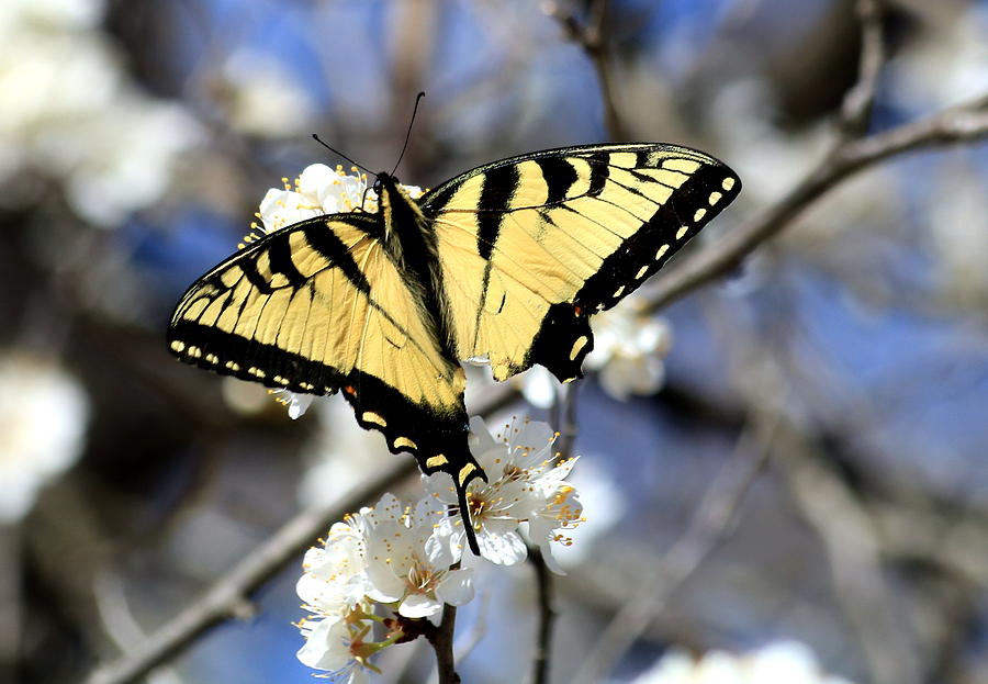 De-tailed Swallowtail Photograph by Sheila Brown