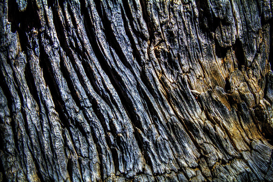 Dead Ancient Bristlecone Pine Trunk Detail Photograph by Roger Passman