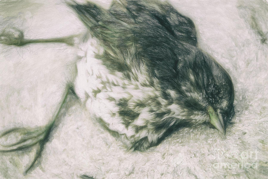 Dead Bird Photograph by Davy Cheng