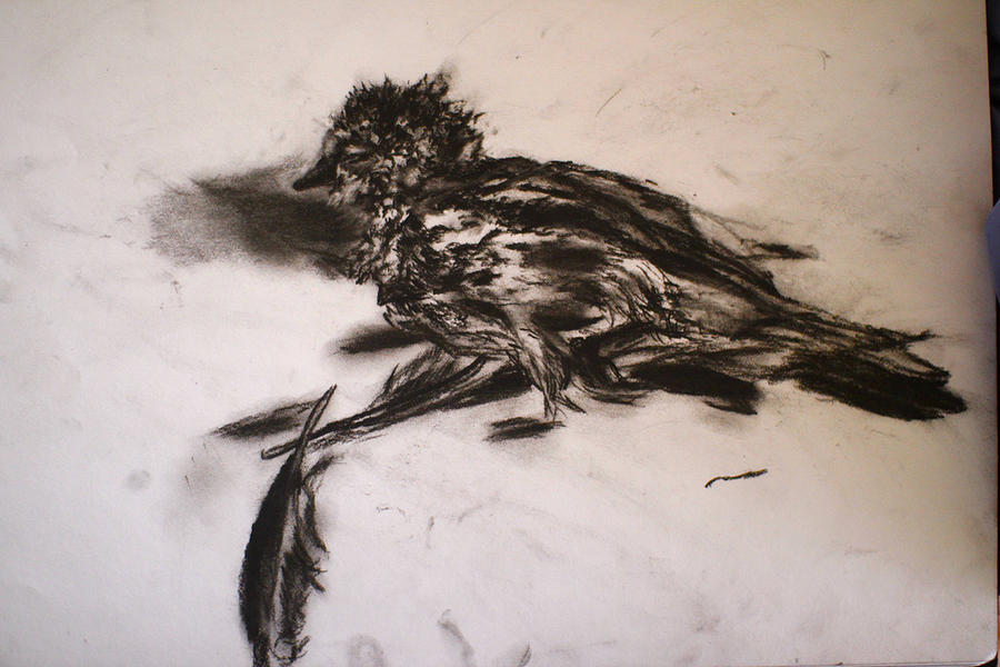 Dead Bird Drawing by Mika Jones | Fine Art America