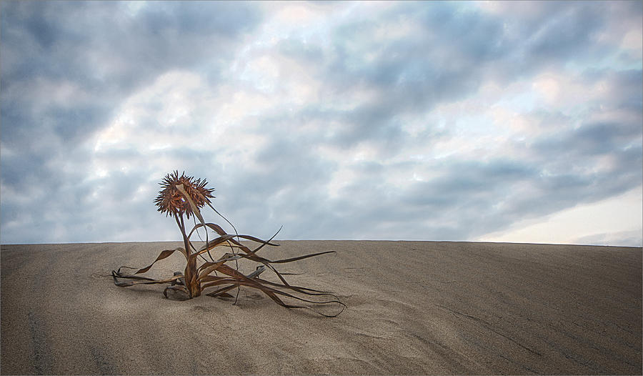 Nature Photograph - Dead Bush in Sea Sand St Lucia by Ronel BRODERICK