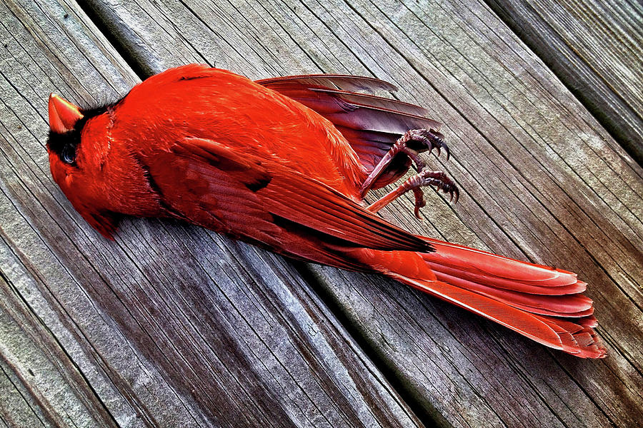 dead cardinal cartoon