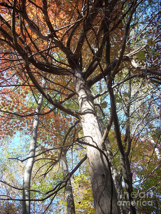 Tree Photograph - Dead Cedar by Beebe Barksdale-Bruner Tree Photograph - Dead Cedar by Beebe Barksdale-Bruner
