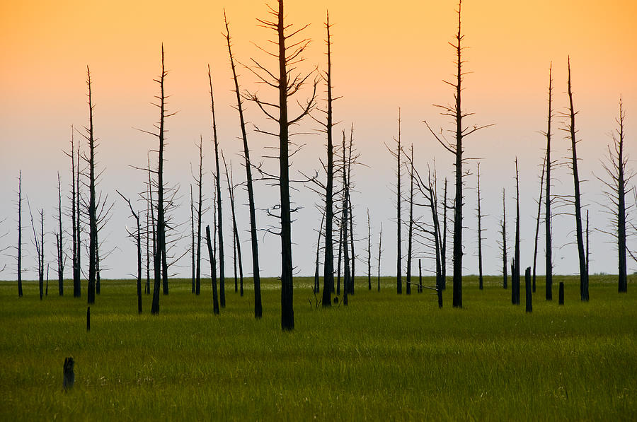 Dead Cedars Photograph by Louis Dallara