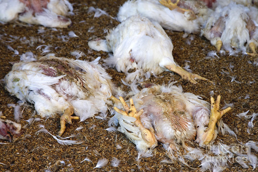 Dead Chickens Photograph By Inga Spence Fine Art America   Dead Chickens Inga Spence 