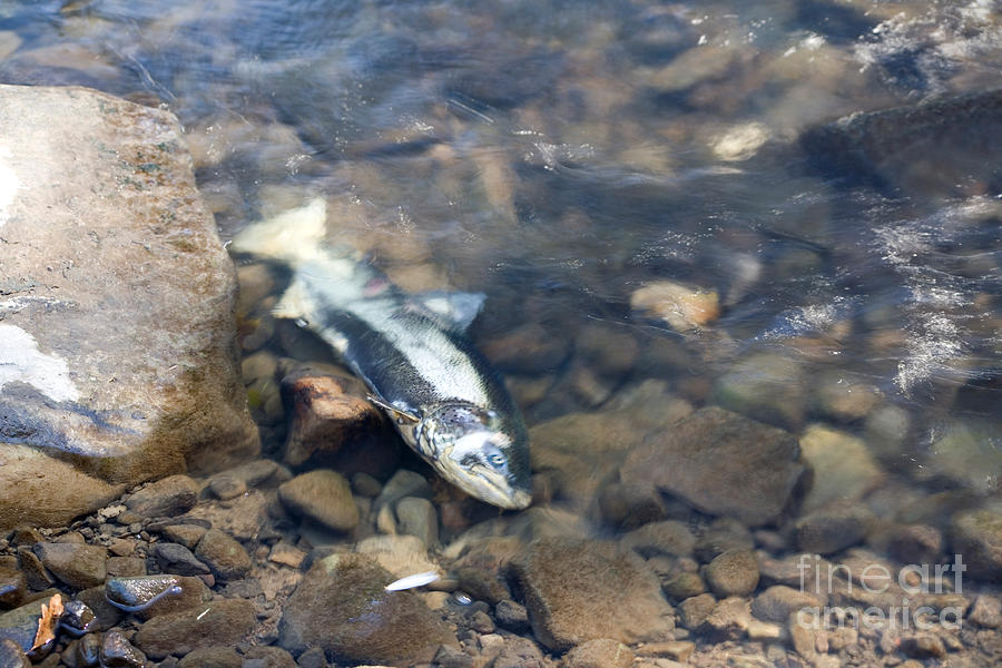 Dead Chinook Salmon Photograph by Ted Kinsman