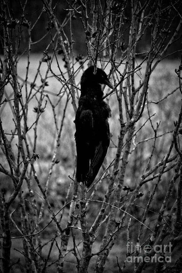 Dead Crow Photograph by FineArtRoyal Joshua Mimbs
