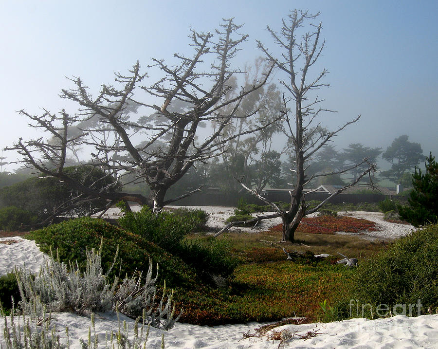 Dead Cypress Trees Photograph