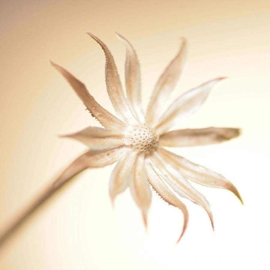 Nature Photograph - Dead Daisy.#macro_premier by Awni Hussein