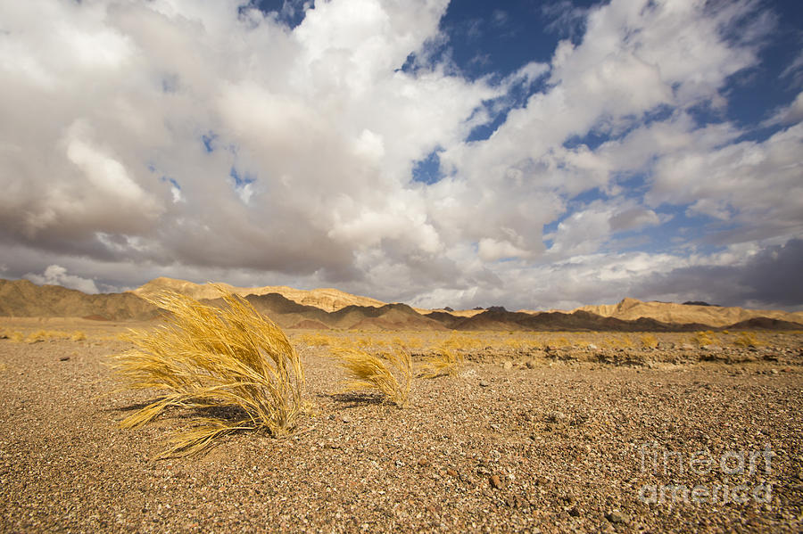 Nature Photograph - Dead dry grass in the Desert by Alon Meir