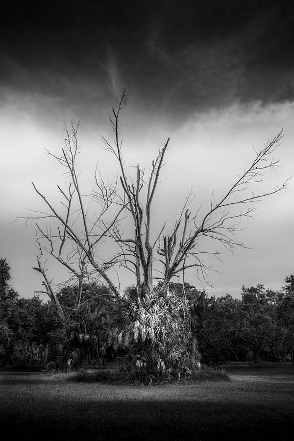 Tree Photograph - Dead End b/w by Marvin Spates