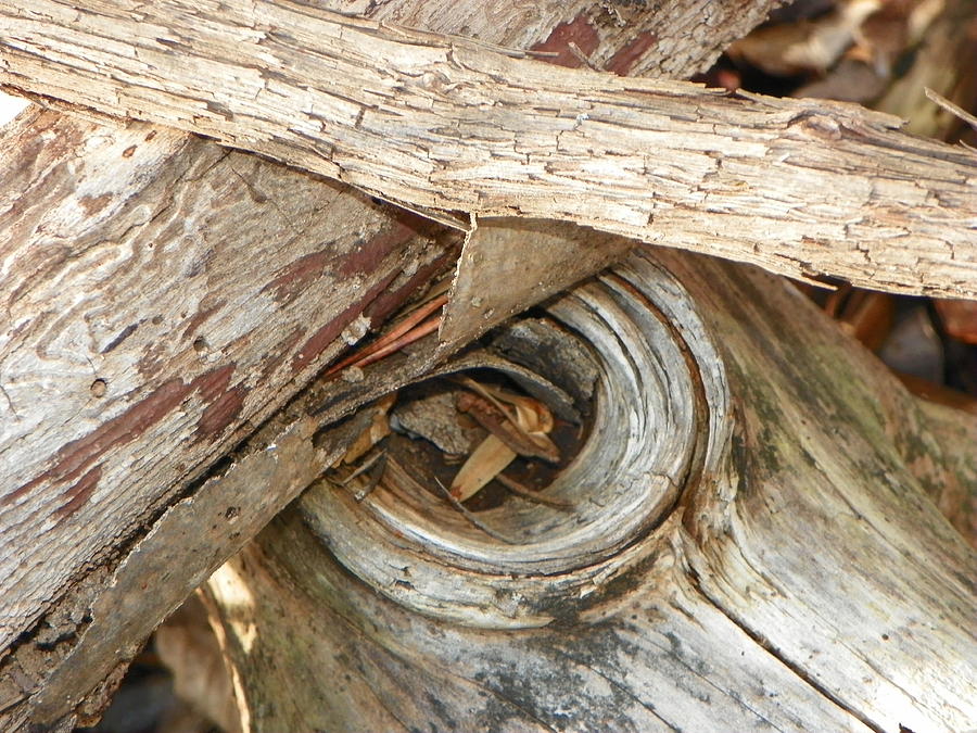 Nature Photograph - Dead Eye Tumble Wood by Randy Robinson