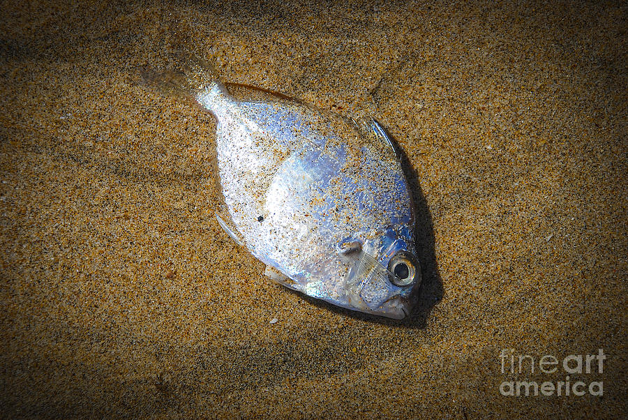 Dead fish on the beach Digital Art by Perry Van Munster