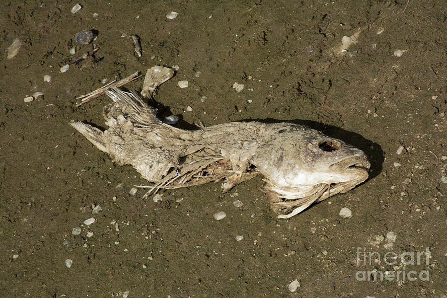 Dead Fish Photograph by FineArtRoyal Joshua Mimbs
