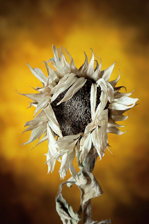 Dead Flower Photograph by John Clines Pixels