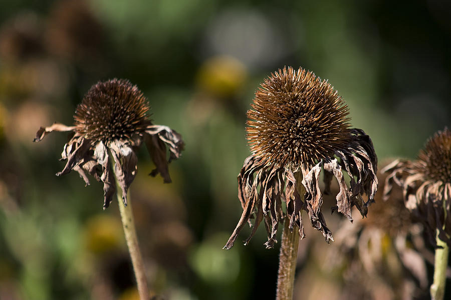 dead-flower-photograph-by-yann-poirier