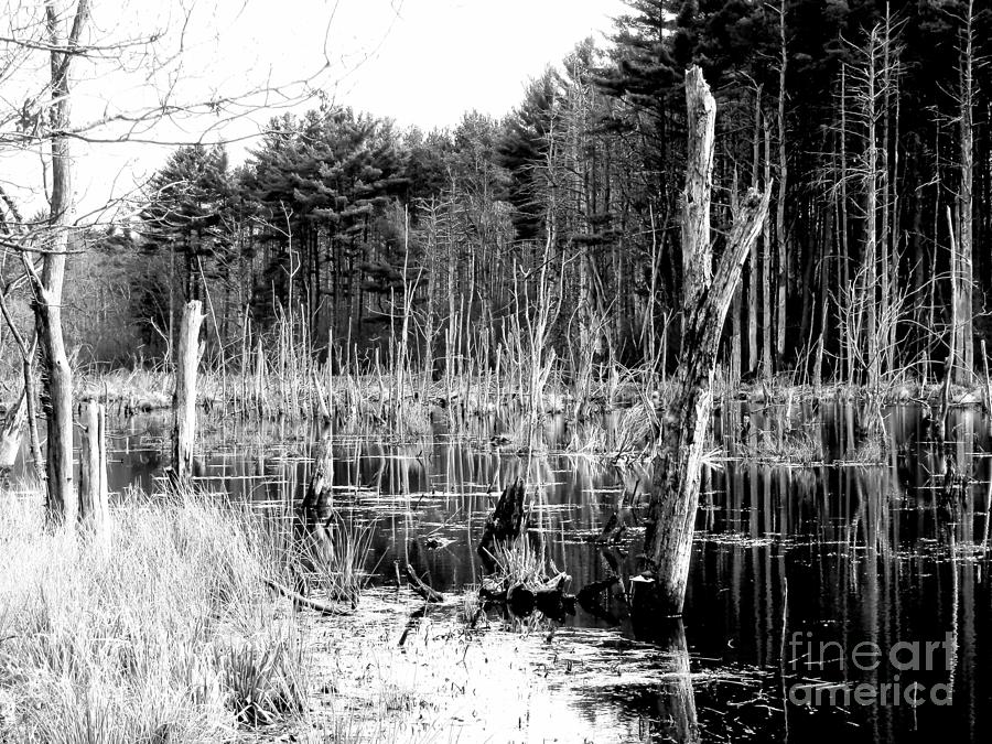 Nature Photograph - Dead Forest by Marcia Lee Jones