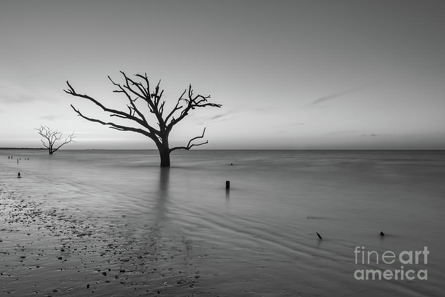 Dead Forest Sunrise BW Photograph by Michael Ver Sprill