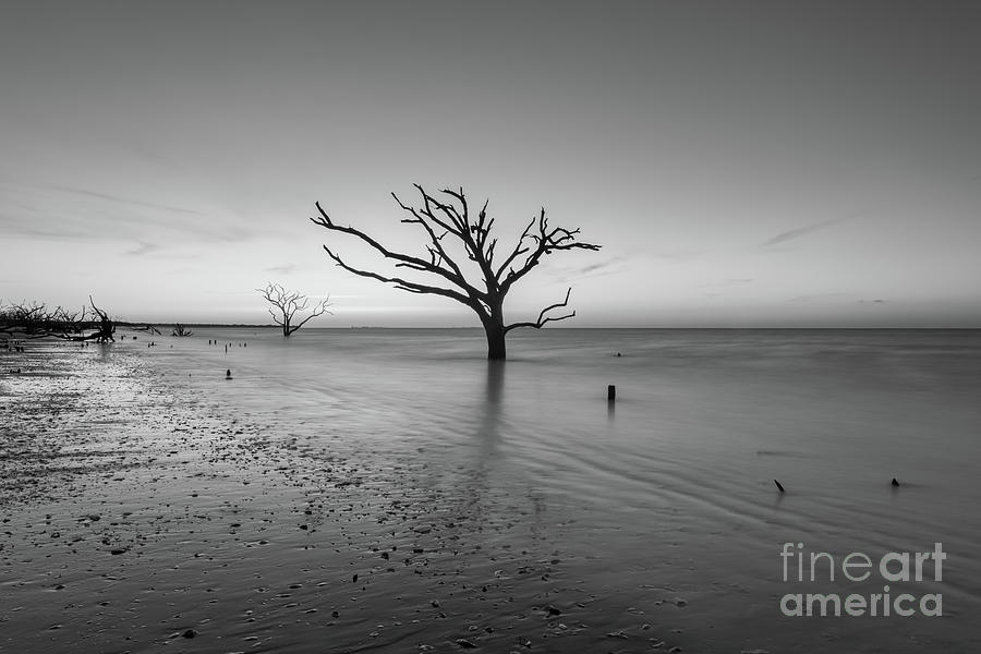 Dead Forest Sunrise Centered BW Photograph by Michael Ver Sprill
